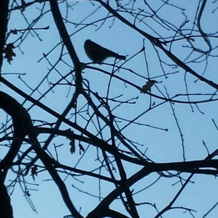 Birdy