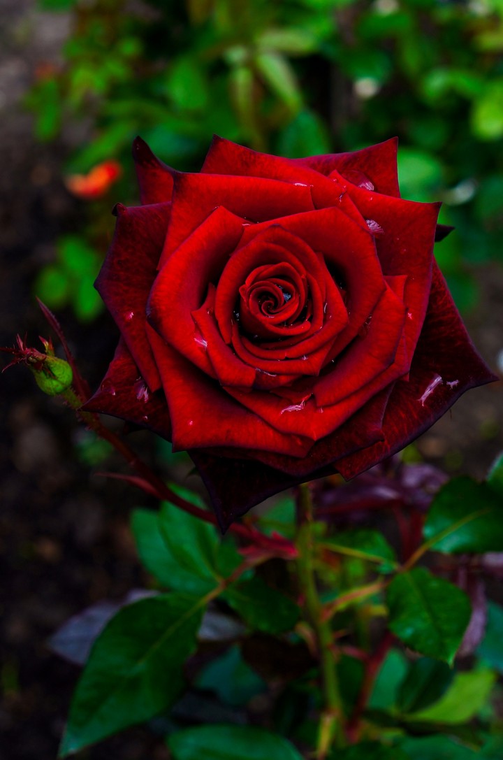 rose