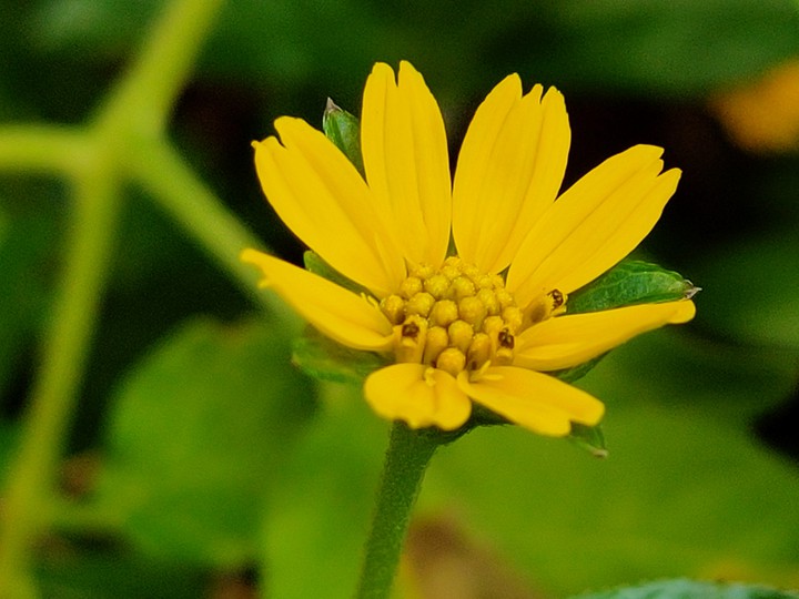 Creeping daisy