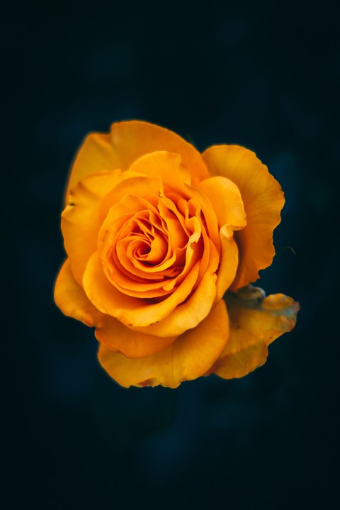 papéis de parede Amber, flower