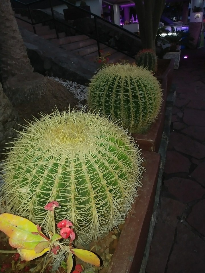 kaktusiki teneryfa