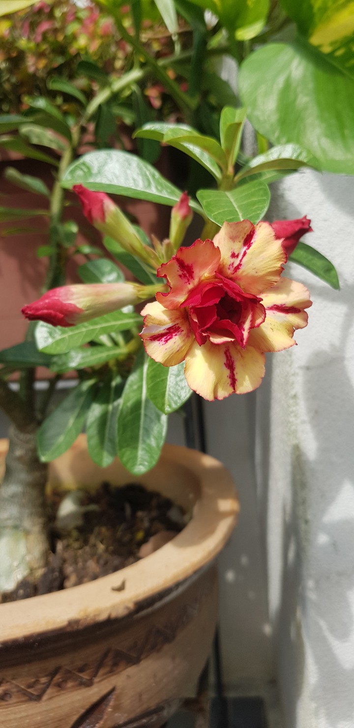 Adenium
