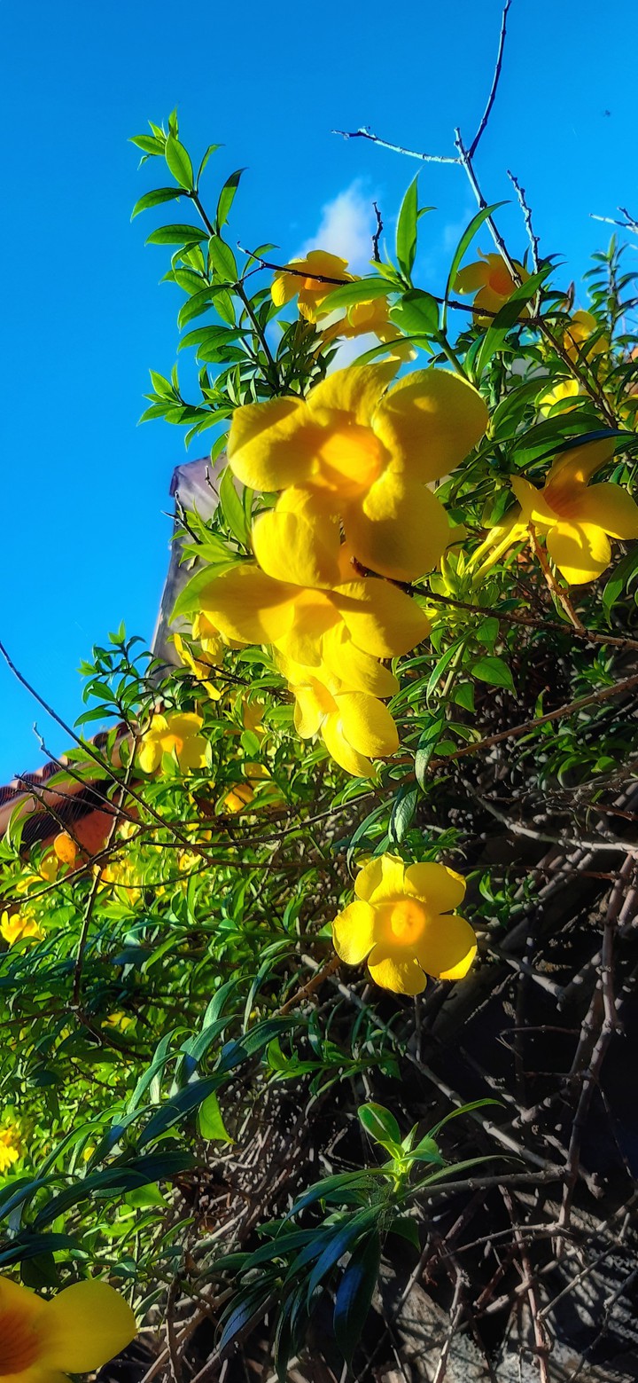 flores
