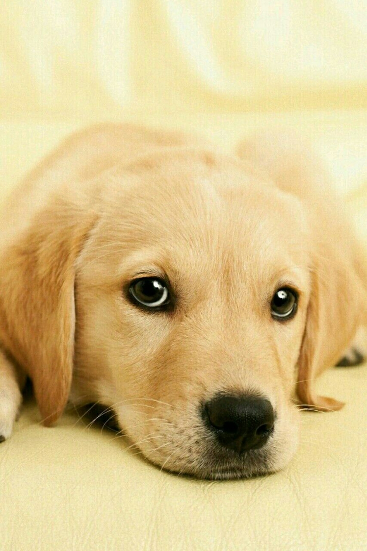 cuute dog ^.^