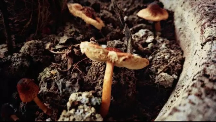 wild mushrooms
