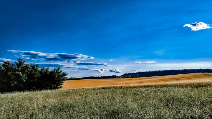 sunlit fields