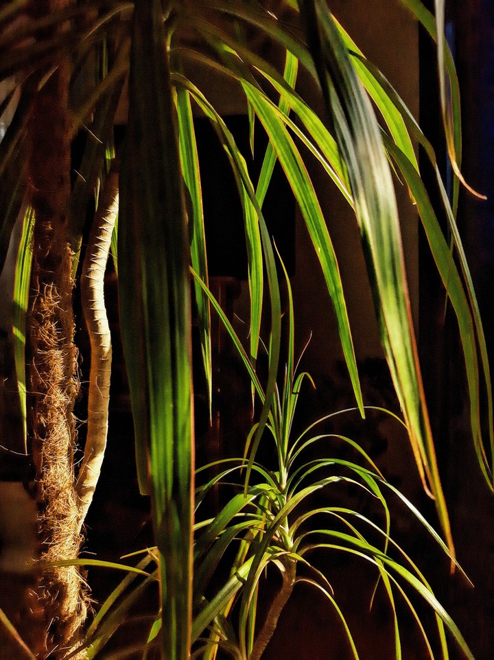 Plant
