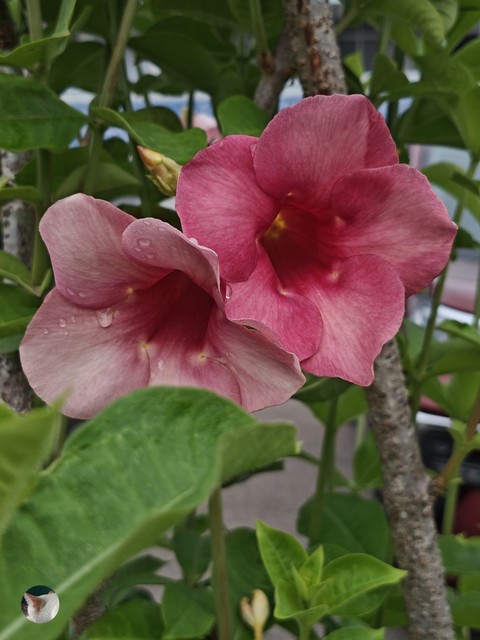 Plant_stem, Perennial_plant, Pedicel