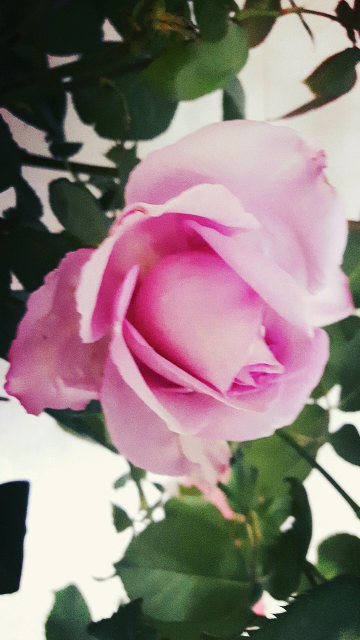 Rosa di maggio