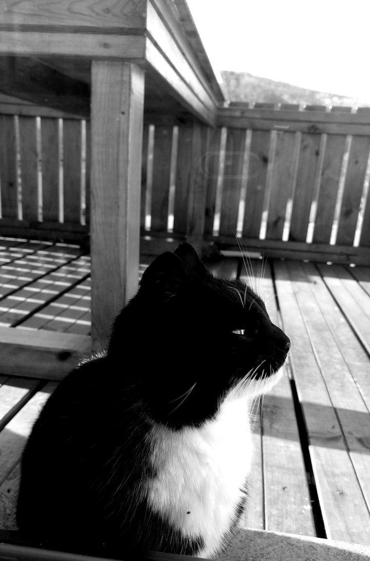 Thinking Cat