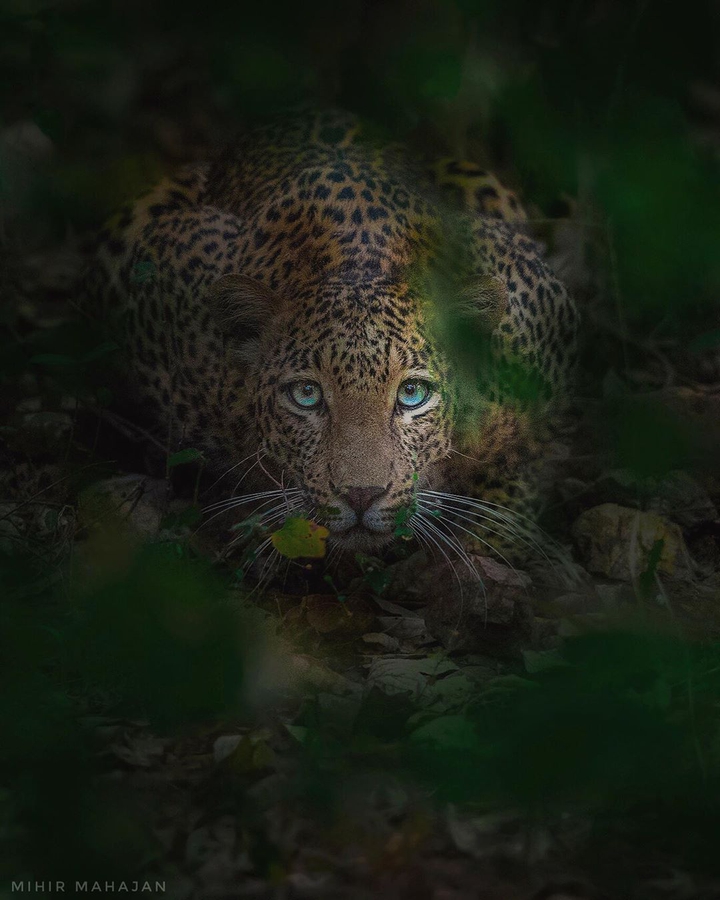 Gaze
