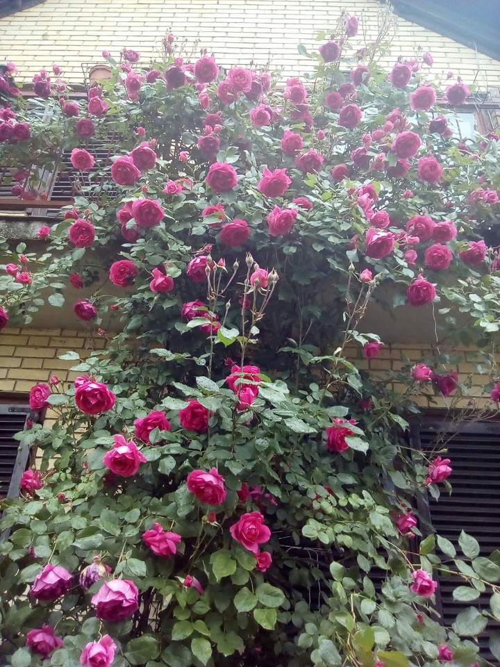 rose