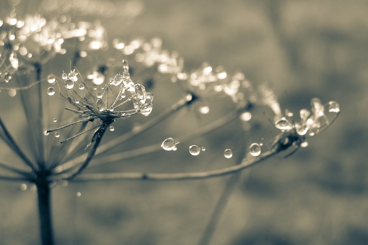 Rain Drops
