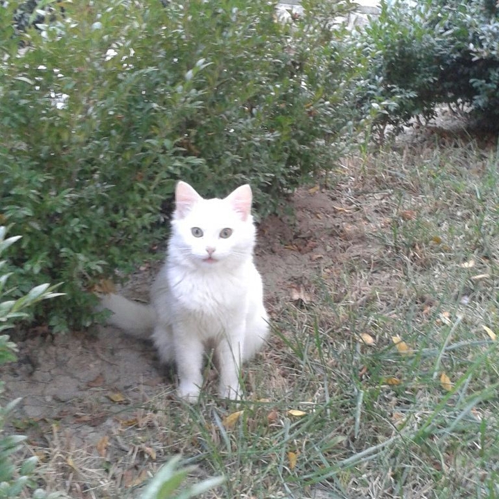 A  kitten in the autumn garden