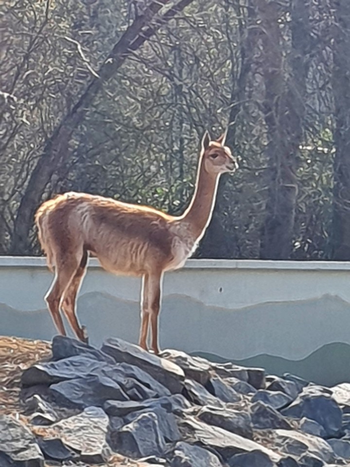Lama