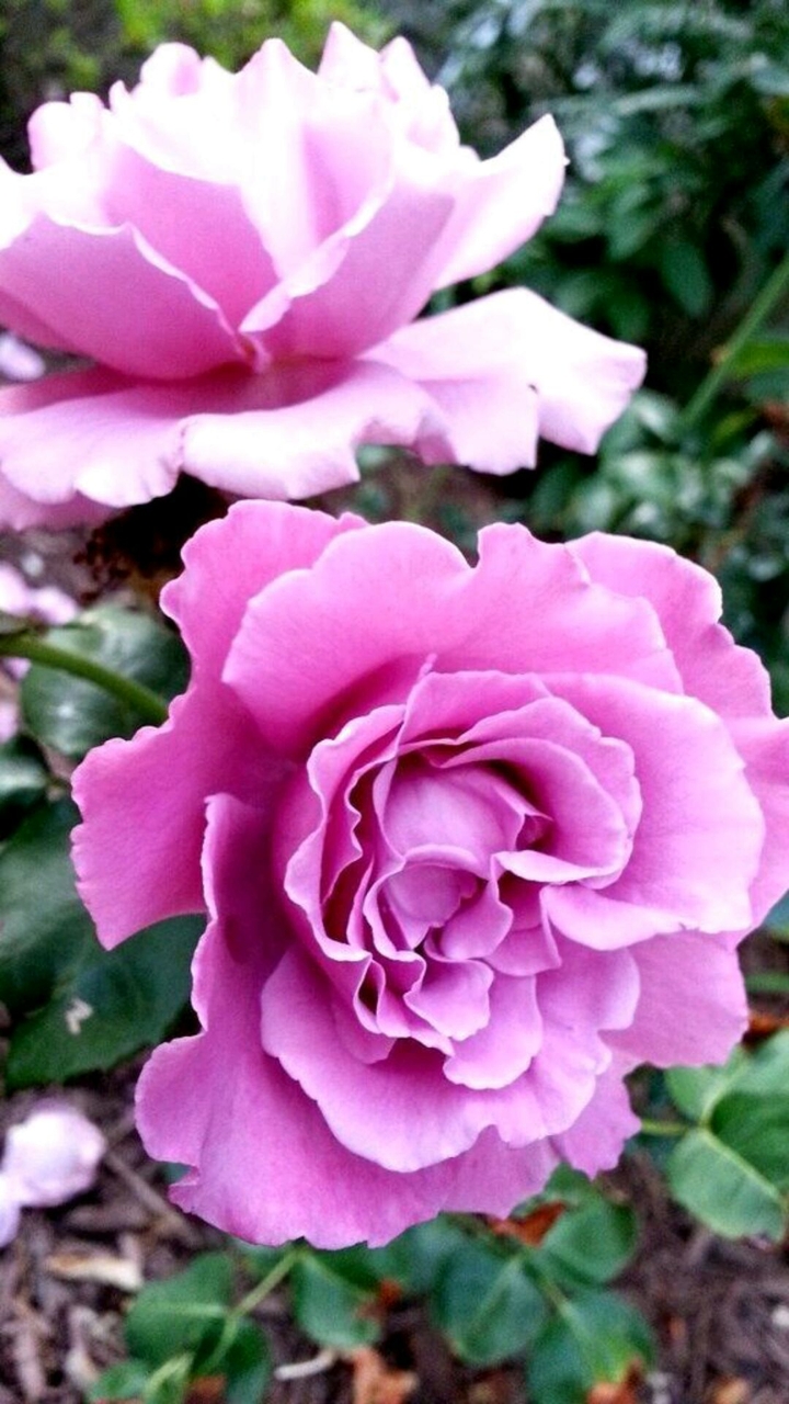 Purple rose