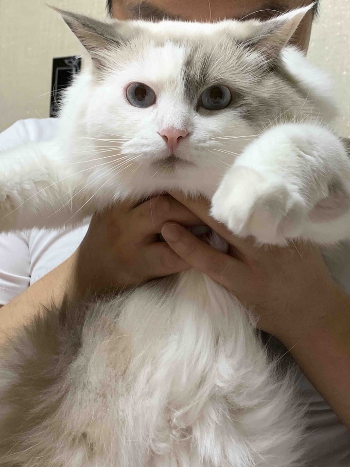 하양이
