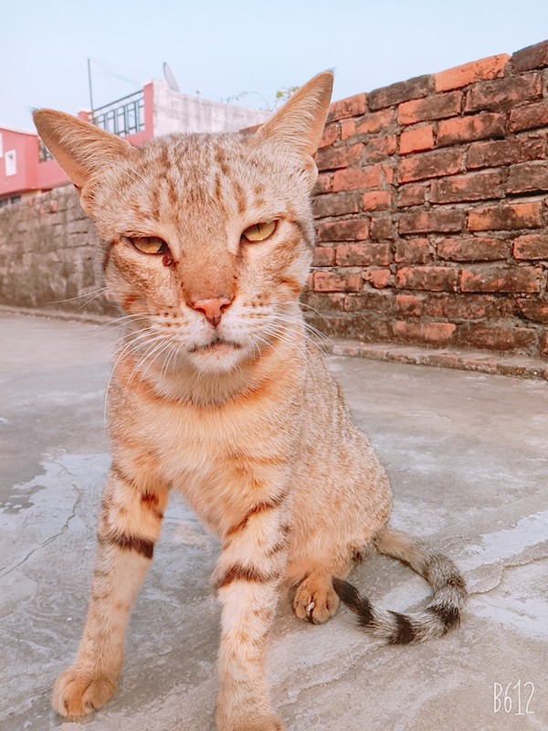 sleeping cat