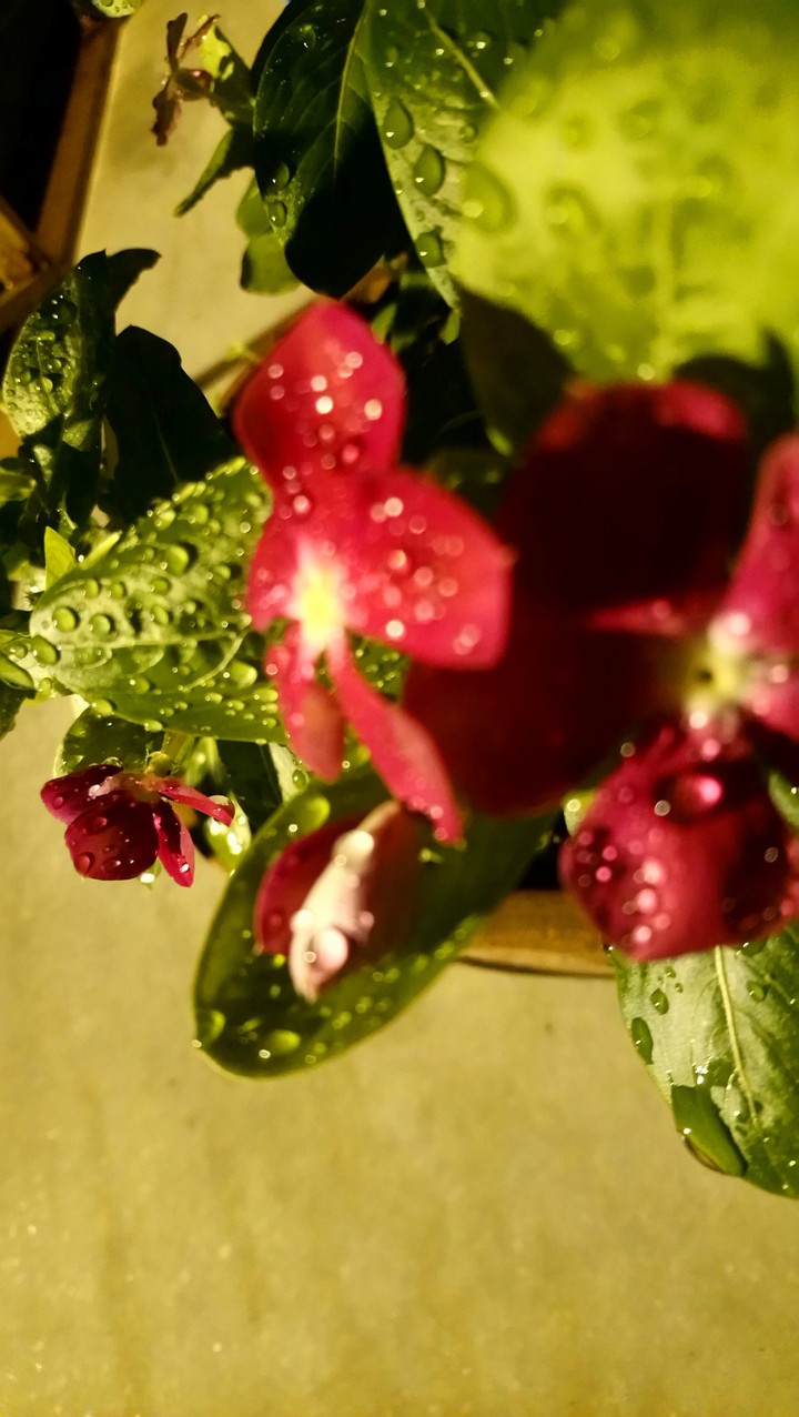 bloom in the rain