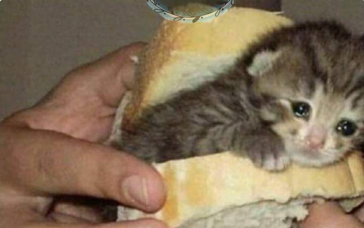 sandwiches