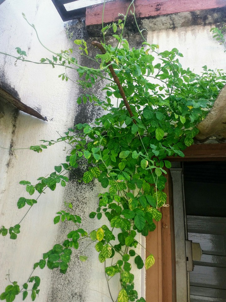 green r