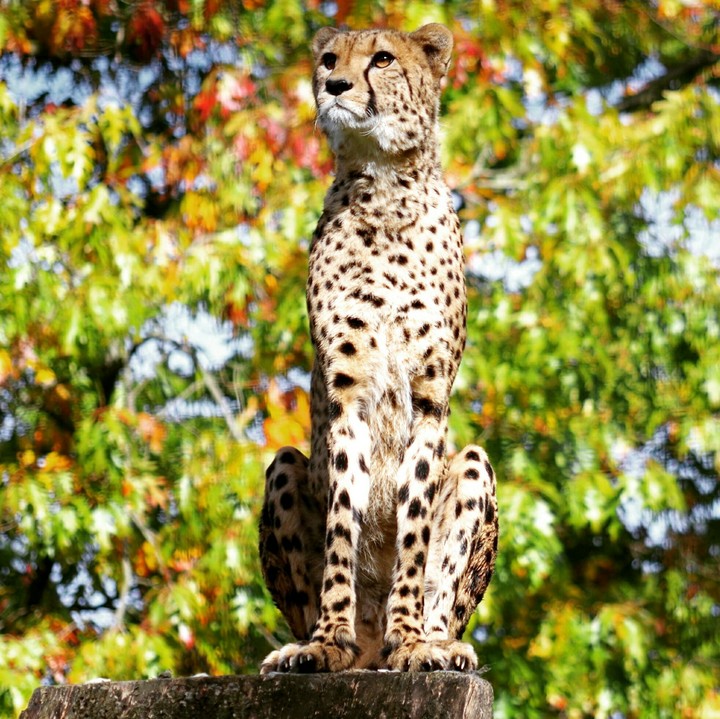 Gepard im Aachener tierpark