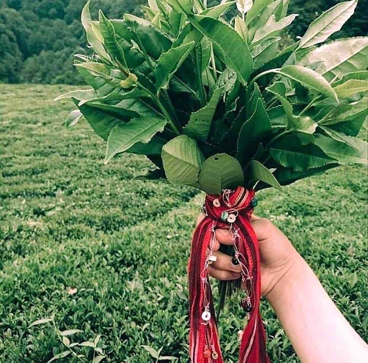 Tea