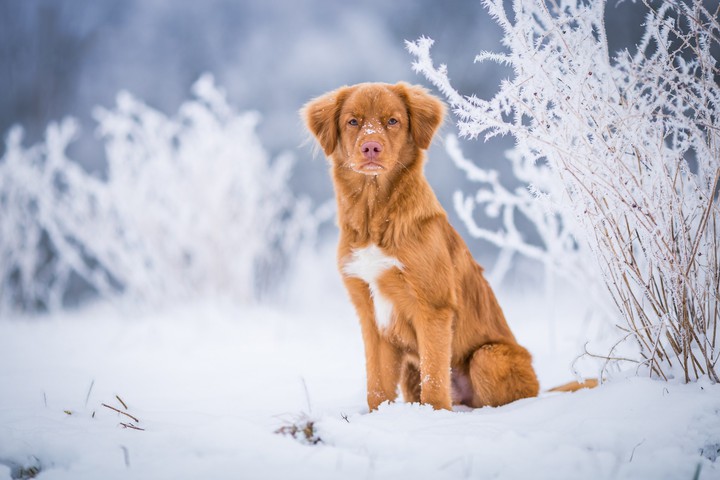 winter, зима.