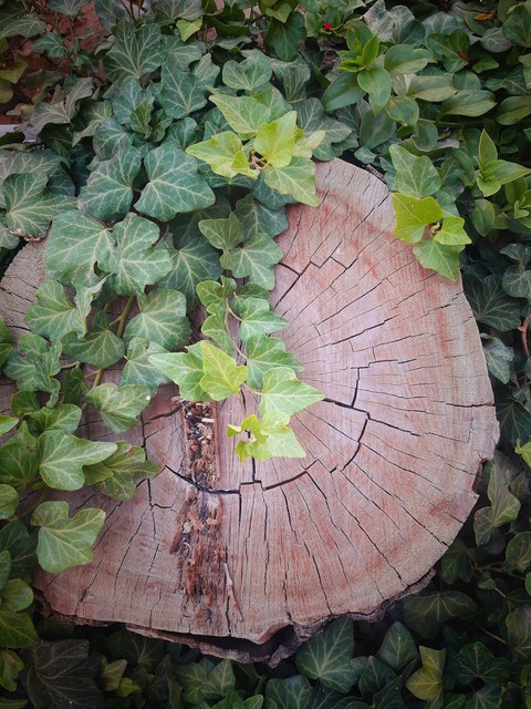 papéis de parede groundcover, trunk