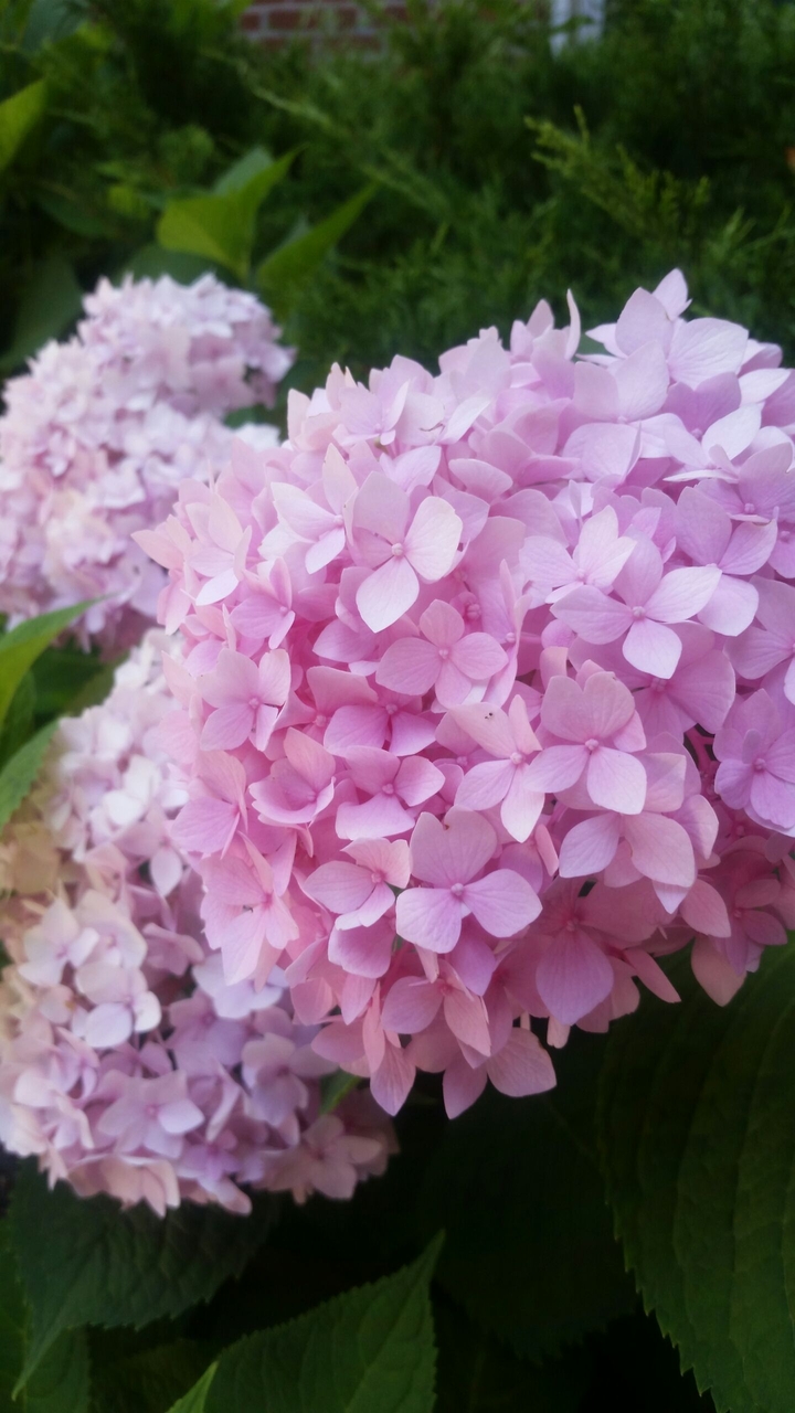 pink hydrangeas