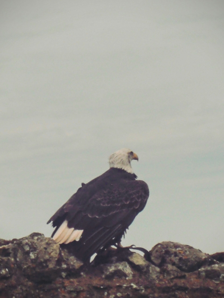 Eagle No.2