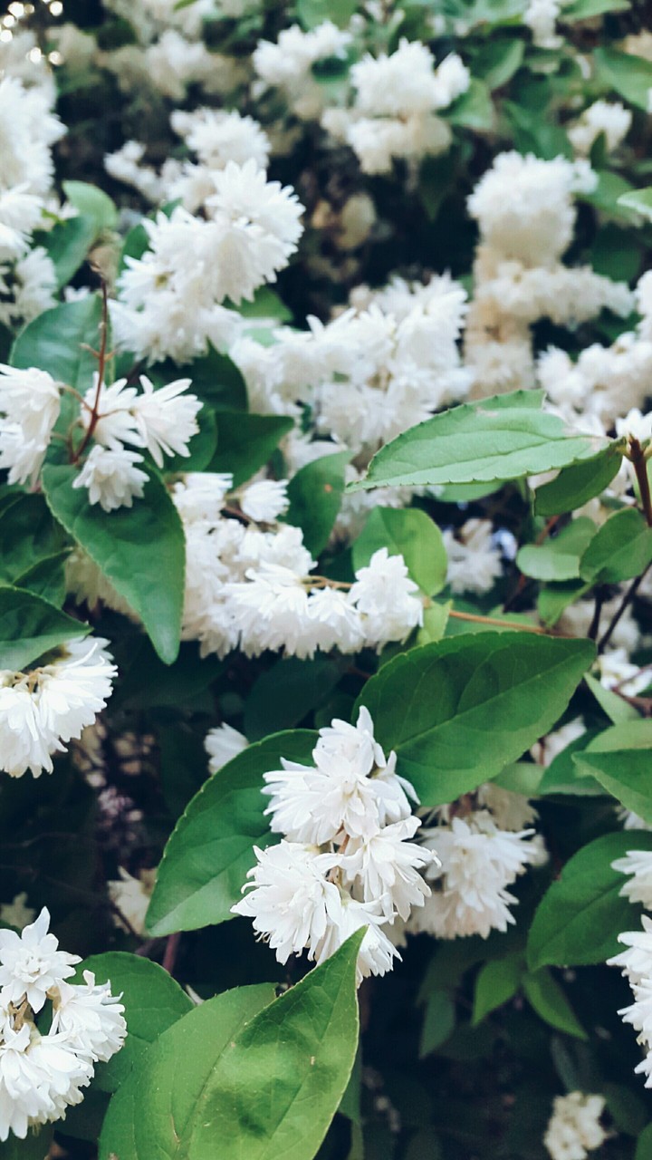 Flowers