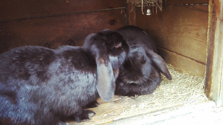Bunnies
