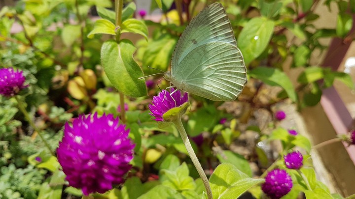 butterfly