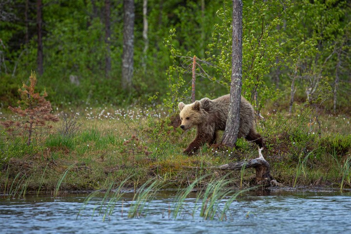 тапети Bear, carnivores