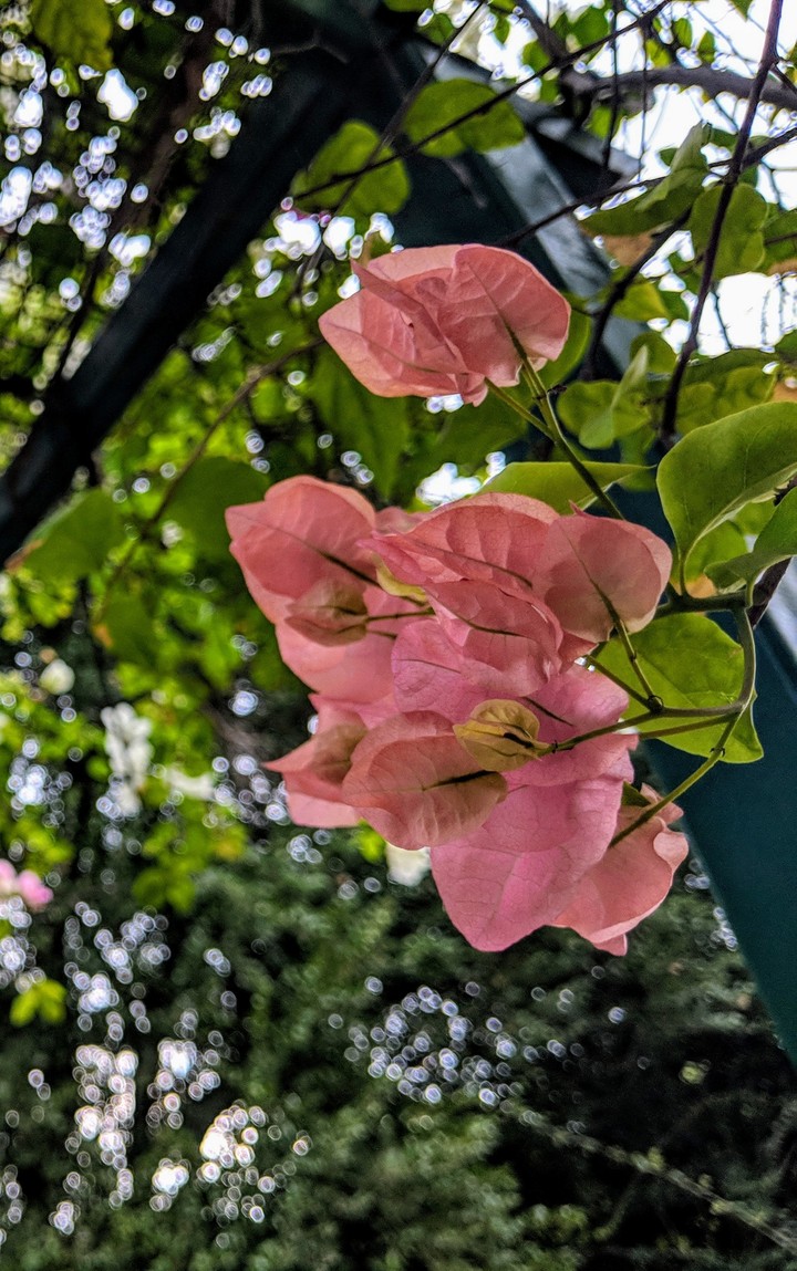 pink flower leaf