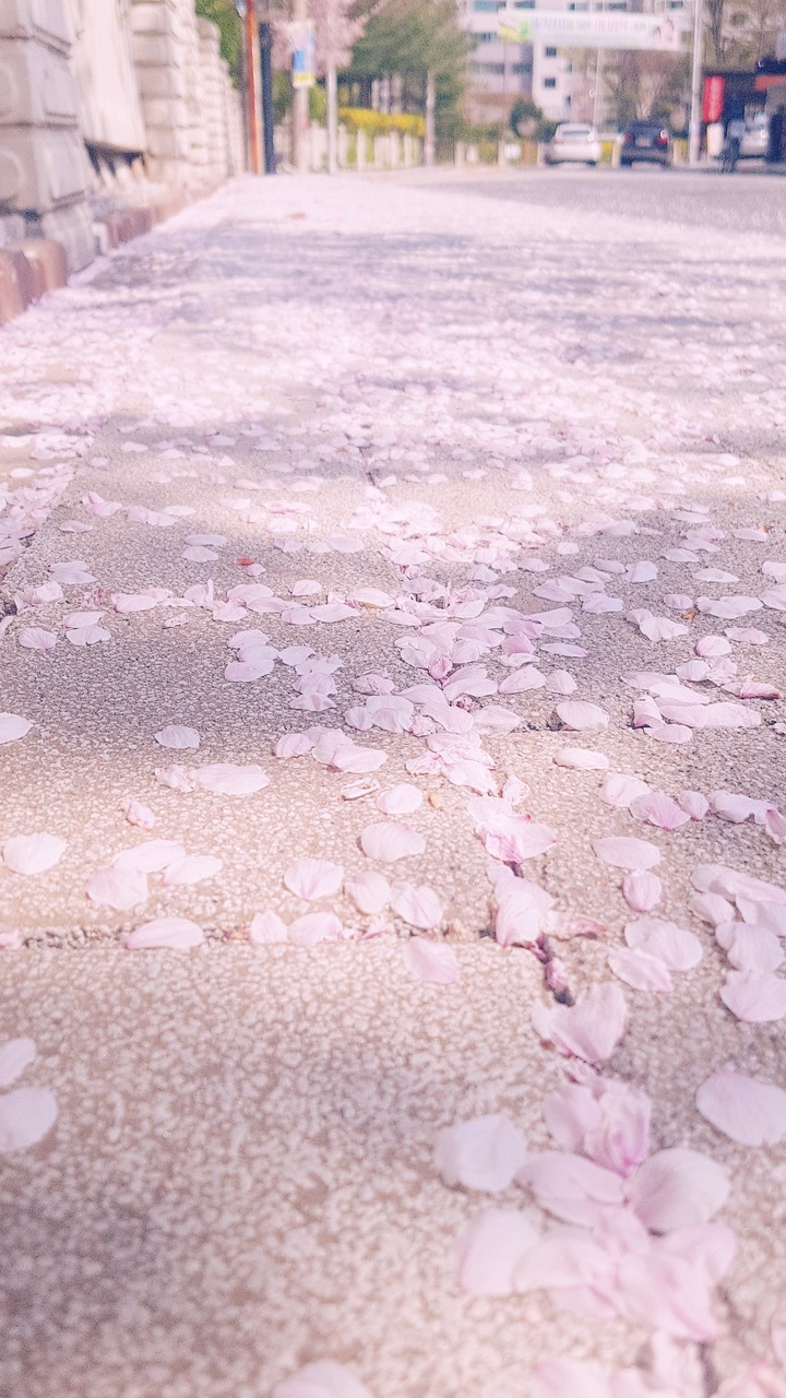 korea blossom