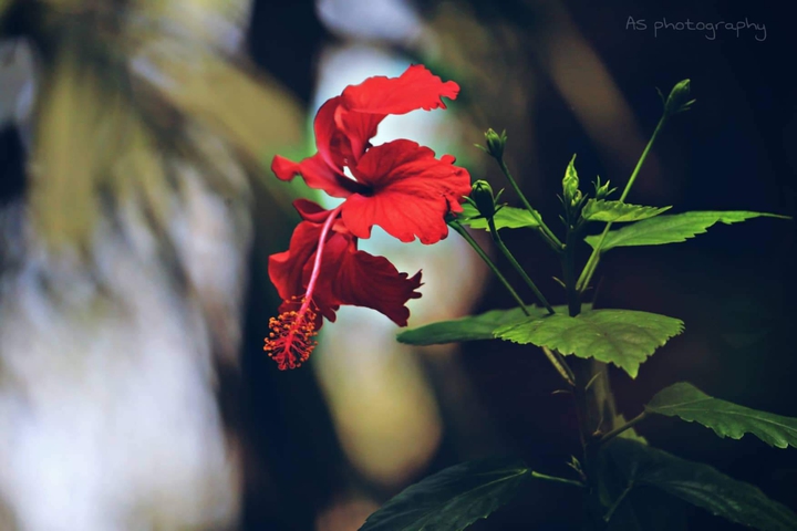 it's all about red