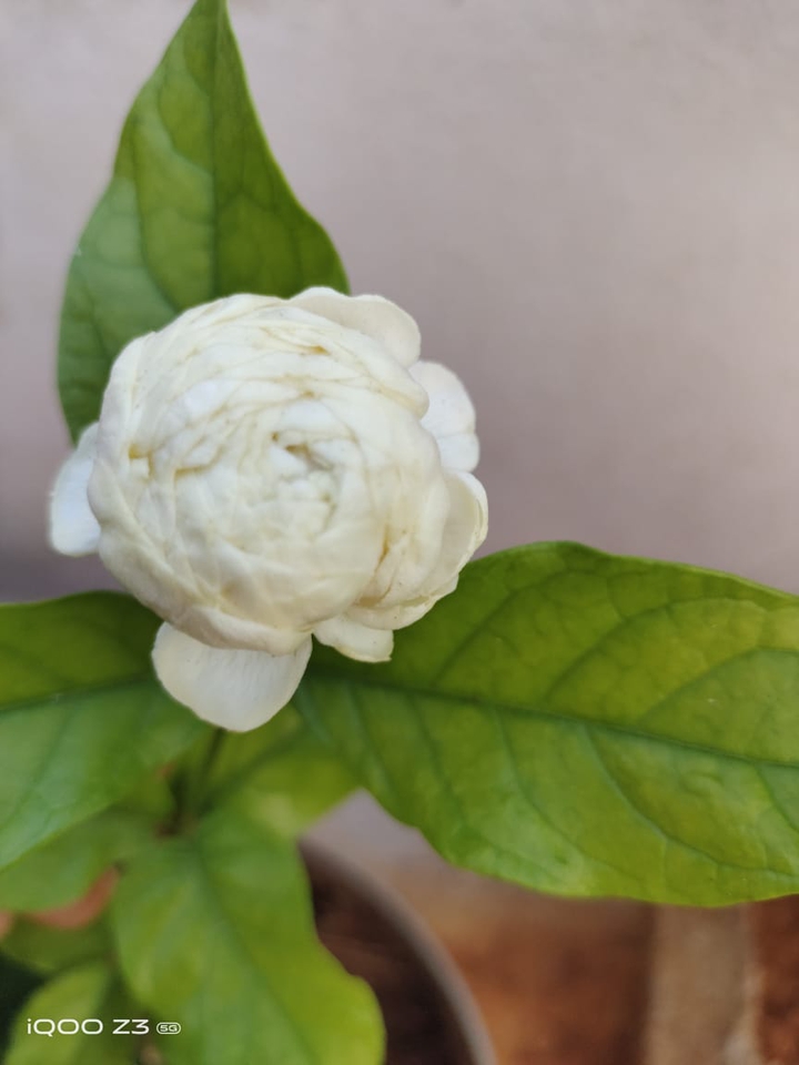 beautiful flower