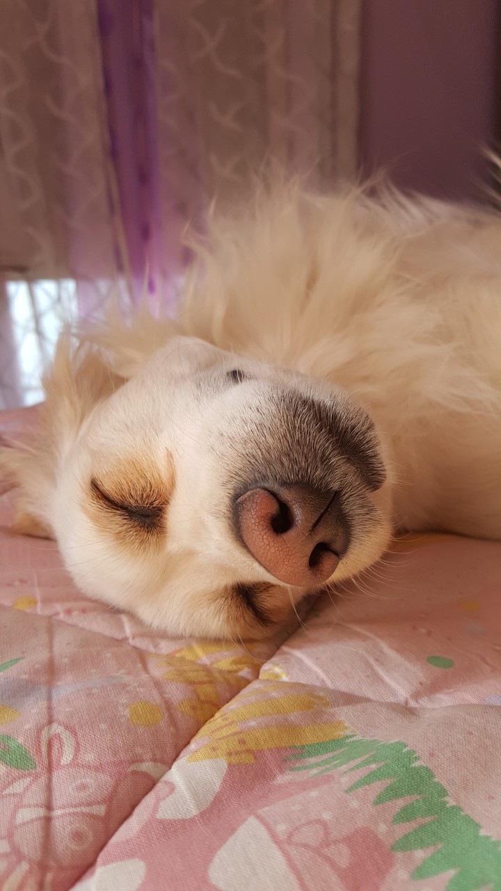 AXEL