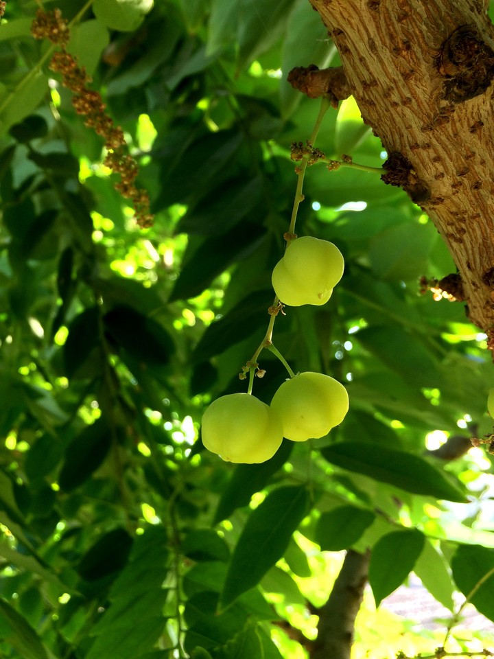 fruit