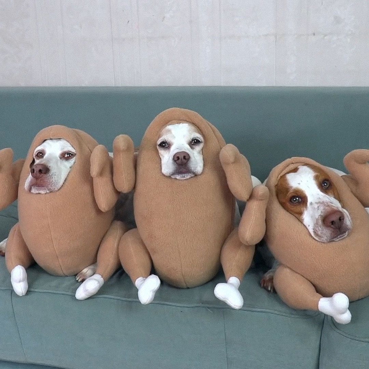 FriDogs