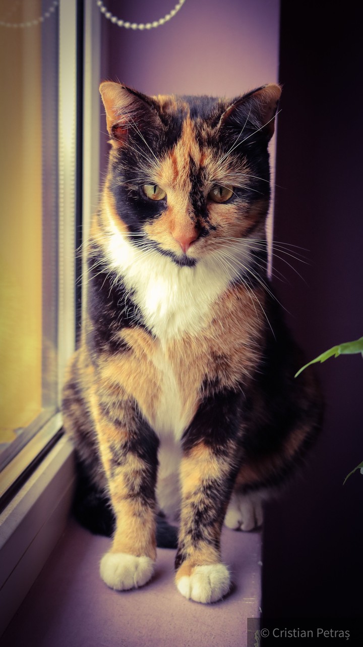 cat think different