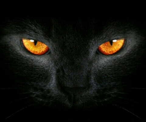cat,thriller car