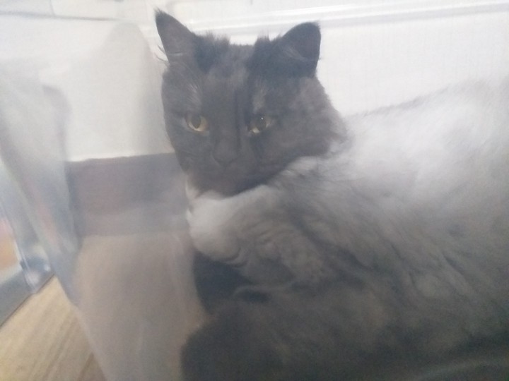 cat