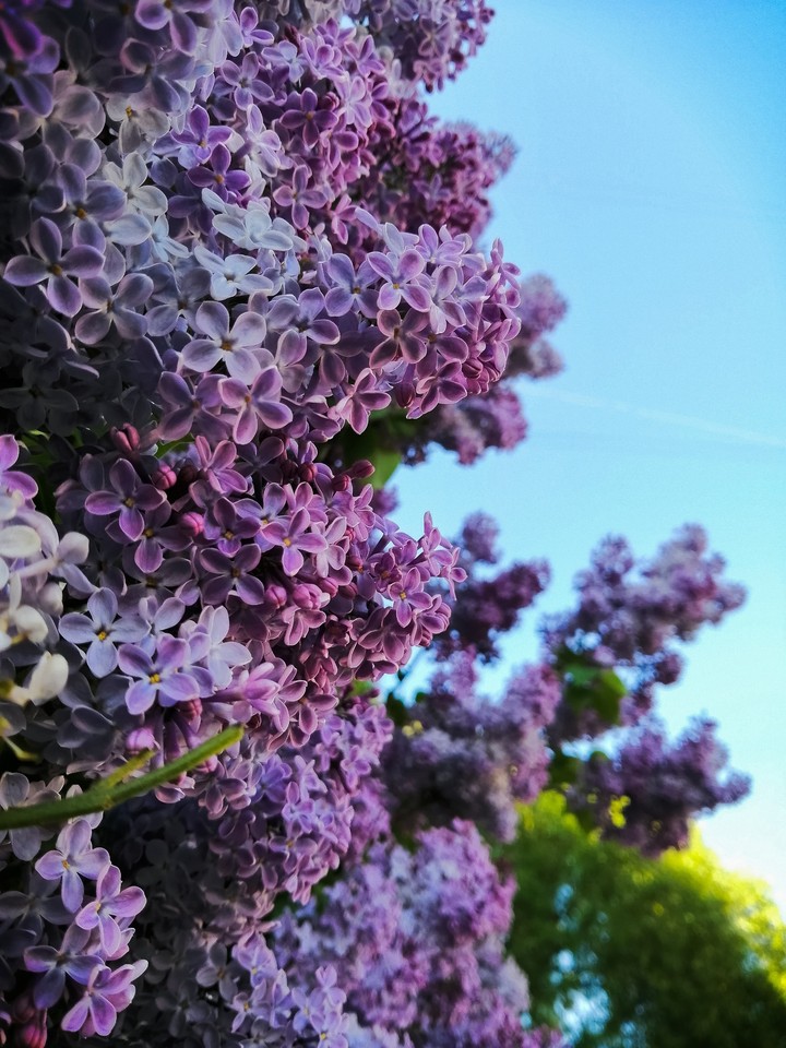 Lilac
