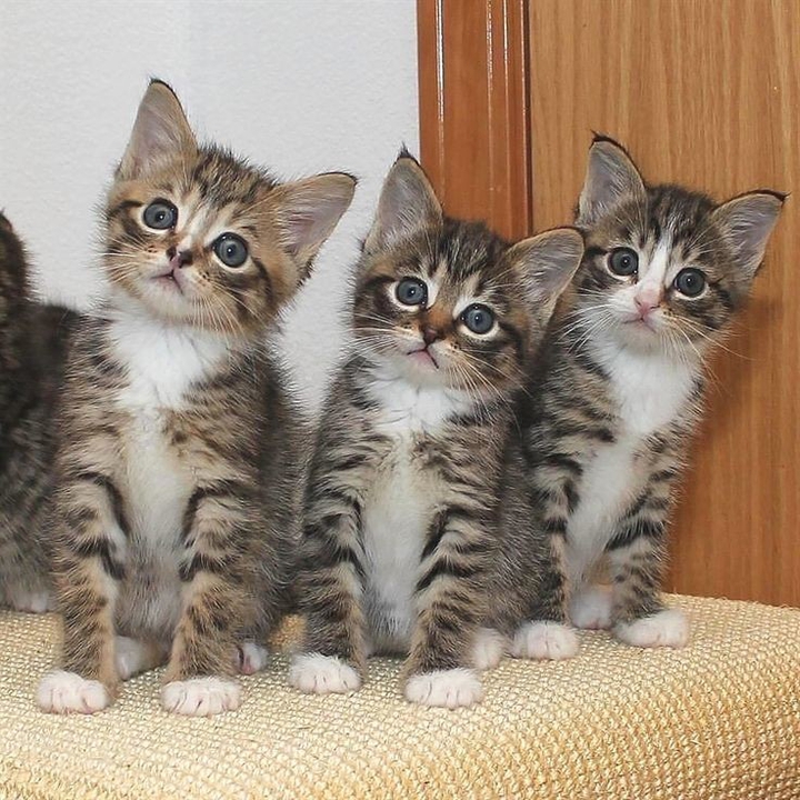 cute kittens