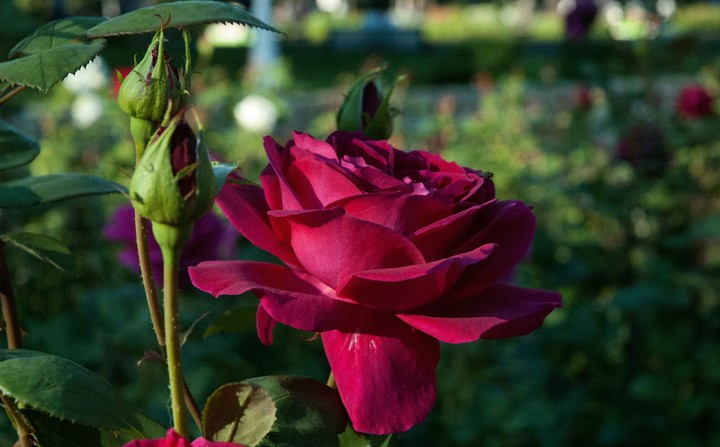 Rose