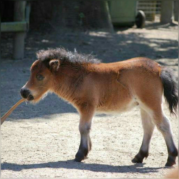 Foal
