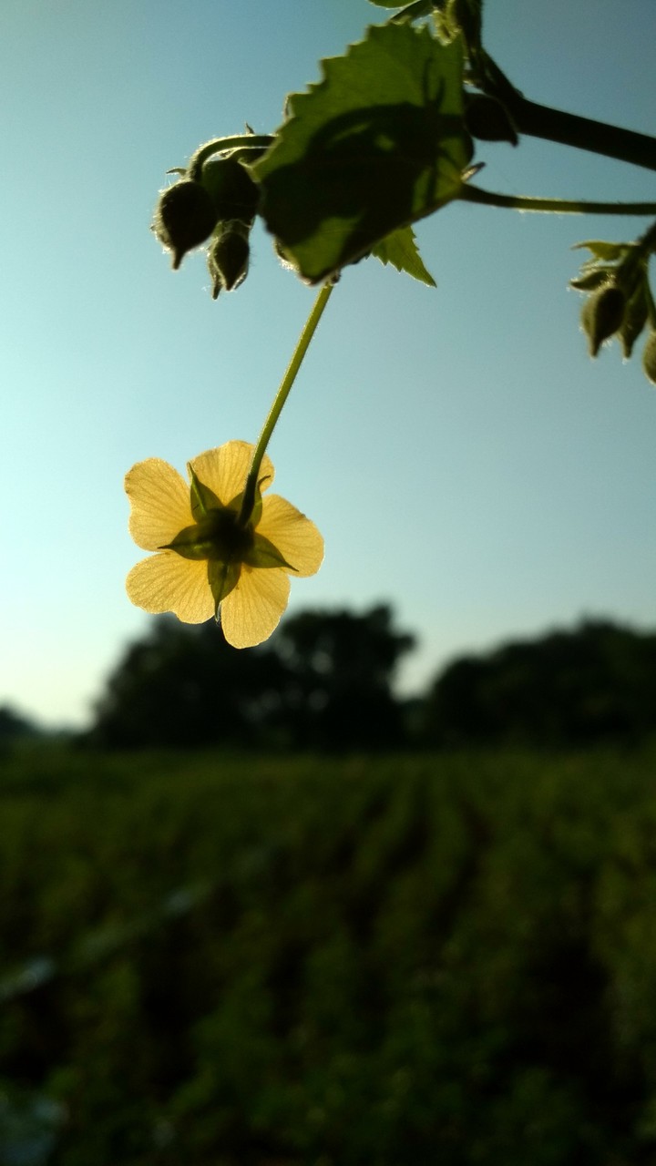 flowers